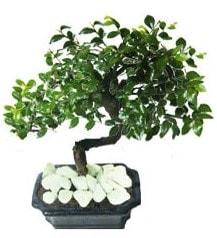 GER�EK �ZELL�KL� Japon a�ac� Bonsai ger�ek A�a� d�k�len t�rden Ankara