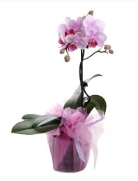 1 dal pembe orkide saks� �i�e�i Ankara kaliteli taze ve ucuz �i�ekler