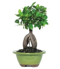 Bonsai saks� �i�e�i Ankara �i�ek sipari�i sitesi