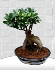 saks� �i�e�i japon a�ac� bonsai Ankara kaliteli taze ve ucuz �i�ekler