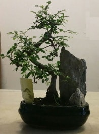 GER�EK �ZELL�KL� Bonsai Bitkisi �thal stoklar ile s�n�rl� son �r�nler