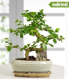 GER�EK �ZELL�KL� Japon a�ac� Bonsai ger�ek A�a� d�k�len t�rden Ankara