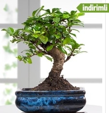 GER�EK �ZELL�KL� Japon a�ac� Bonsai ger�ek A�a� d�k�len t�rden Ankara