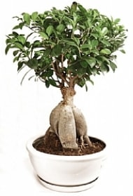 Japon a�ac� Bonsai ger�ek A�a� D�k�lmeyen t�r Ankara